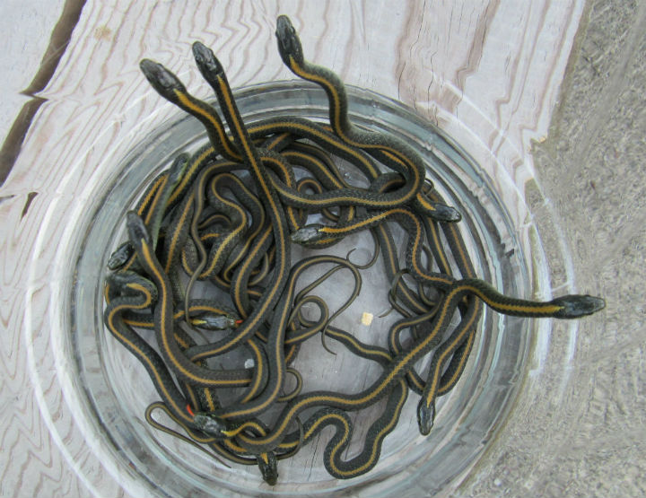 Santa Cruz Garter Snakes